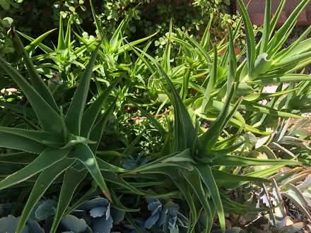 Photo of free Succulent cuttings (El Sereno) #1