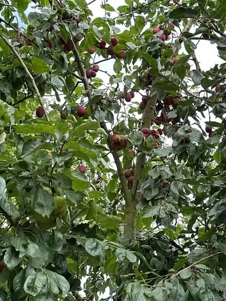 Photo of free Victoria plums and or apples (Little Hereford SY8) #1