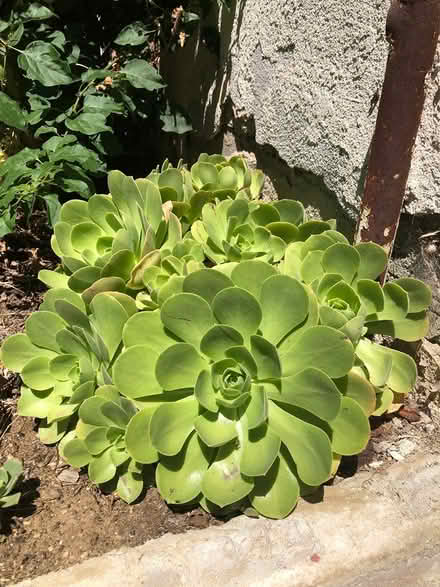 Photo of free Succulent cuttings (El Sereno) #2