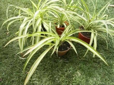 Photo of free Spider Plants (Broxtowe NG8) #1