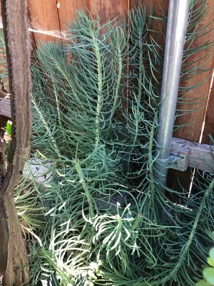 Photo of free Succulent cuttings (El Sereno) #3