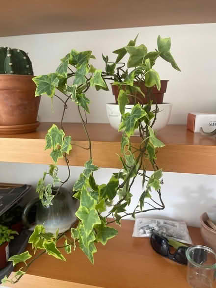 Photo of free Ivy plant (Willesden Green) #1