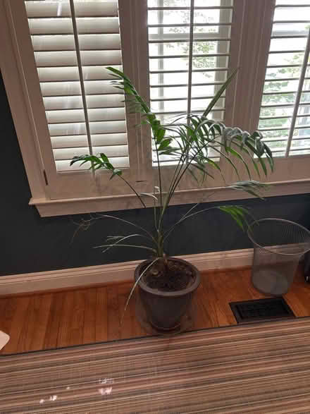 Photo of free Plants! Please save them from us (Kentlands in Gaithersburg) #2