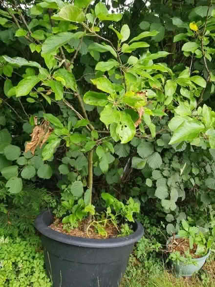 Photo of free 2 x Apple Trees (Cyncoed CF23) #1