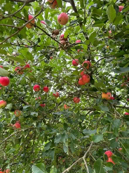 Photo of free Victoria plums and or apples (Little Hereford SY8) #2