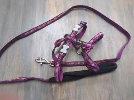 Photo of free Red Dingo Classic Dog Harness (RG18) #1