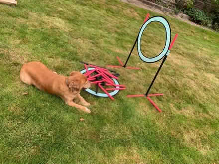Photo of free Doggy jump loop (Loose, Maidstone) #2