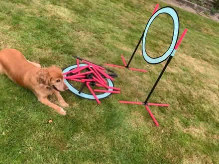 Photo of free Doggy jump loop (Loose, Maidstone) #1