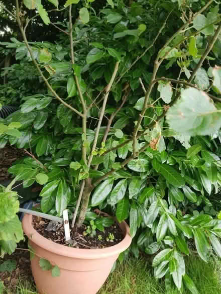 Photo of free 2 x Apple Trees (Cyncoed CF23) #2