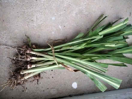 Photo of free Crocosmia bulbs (High Town LU2) #1