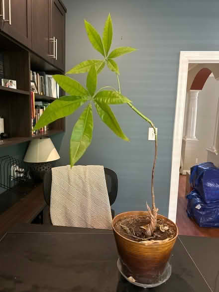 Photo of free Plants! Please save them from us (Kentlands in Gaithersburg) #1