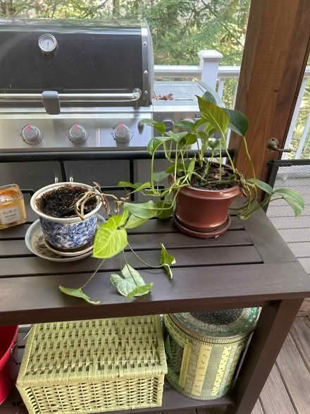 Photo of free Plants! Please save them from us (Kentlands in Gaithersburg) #3
