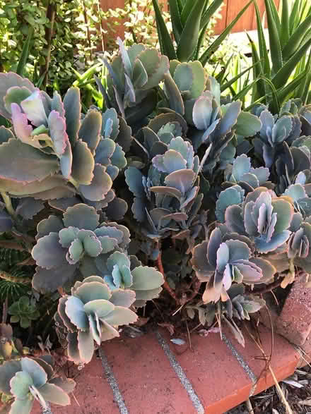 Photo of free Succulent cuttings (El Sereno) #4