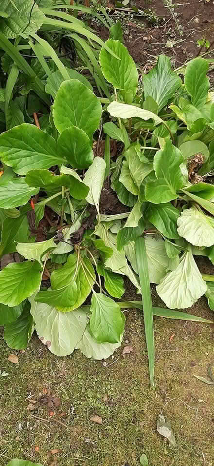 Photo of free Bergenia & Montbretia plants (Malahide) #2