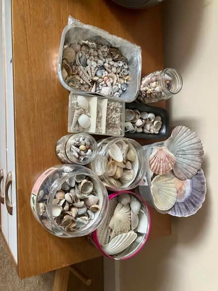 Photo of free Shells (Berkhamsted HP4) #1
