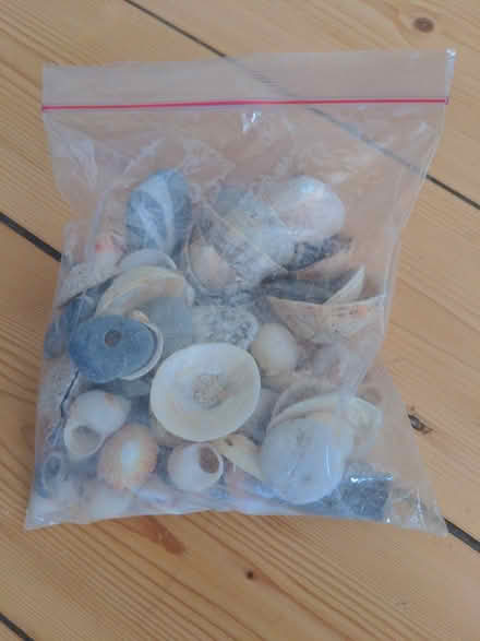 Photo of free Bag of shells (Brixton) #1