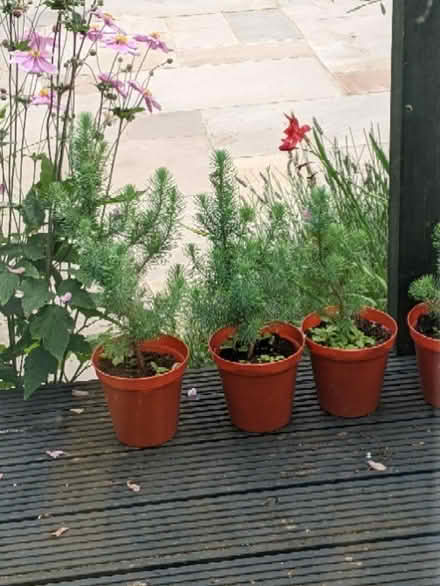 Photo of free Plants (Westcliff-on-sea SS2) #1