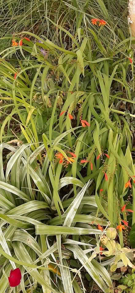Photo of free Bergenia & Montbretia plants (Malahide) #1