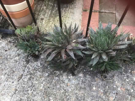 Photo of free Aloe plants (Clarence road LU7) #1