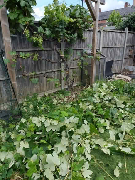 Photo of free Grapevine cuttings / leaves (SE22) #1