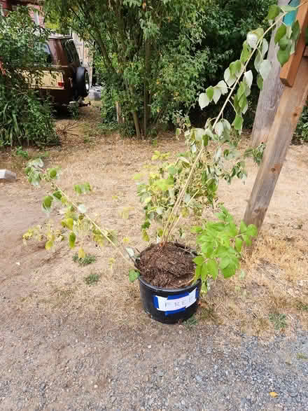 Photo of free Raspberry bushes (Lake City Way) #1
