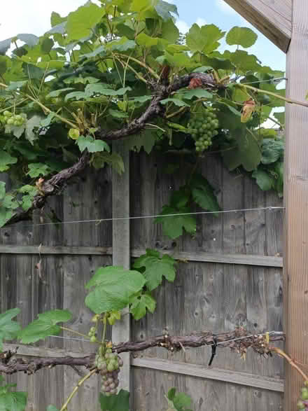 Photo of free Grapevine cuttings / leaves (SE22) #2