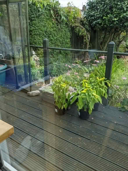 Photo of free Plants (Westcliff-on-sea SS2) #2