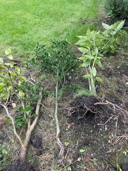 Photo of free Shrubs: laurel ; holly and others (Amersham HP7) #1