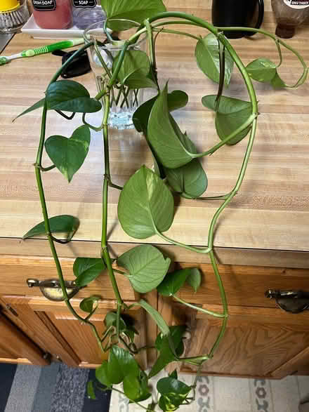 Photo of free Pothos cuttings (Countryside) #1