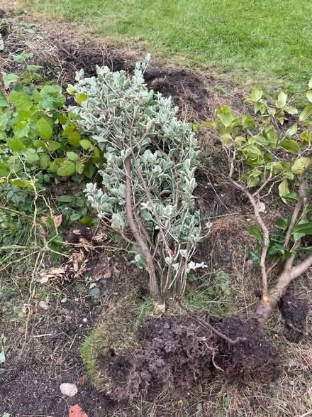 Photo of free Shrubs: laurel ; holly and others (Amersham HP7) #3
