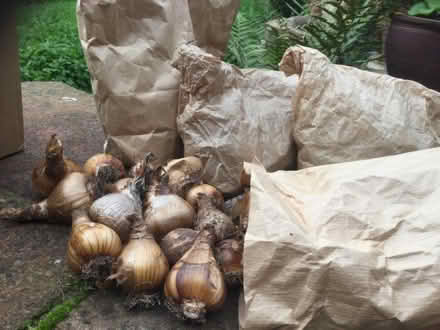 Photo of free Bulbs (Little Salkeld CA10) #1