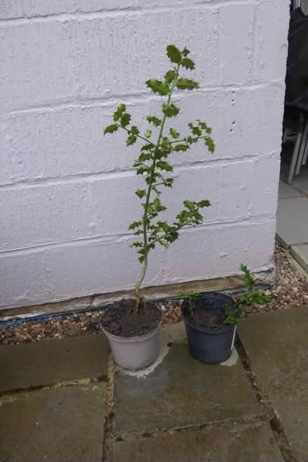 Photo of free holly (Horsell GU21) #1