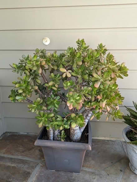 Photo of free Large jade plant in decorative pot (Hercules) #1