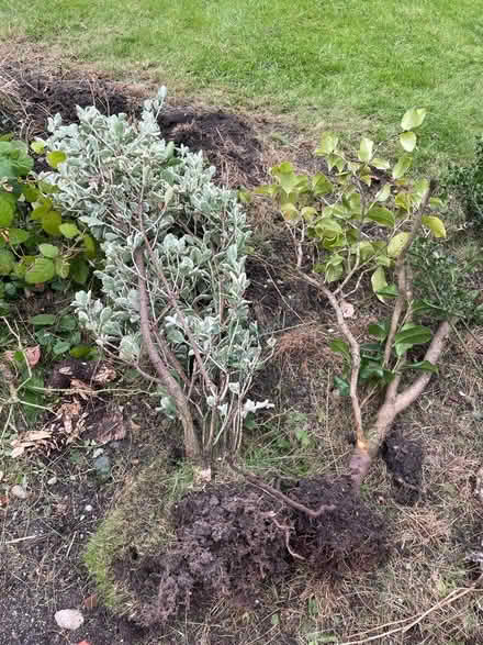 Photo of free Shrubs: laurel ; holly and others (Amersham HP7) #2