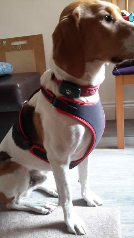 Photo of free Dog harness for 22kg+ (Royston SG8) #3
