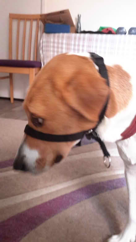 Photo of free Gentle leader dog halter (Royston SG8) #1