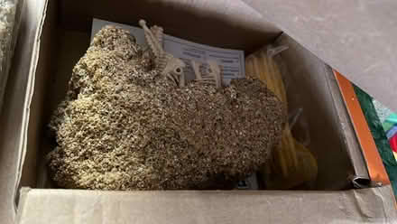 Photo of free Dinosaur dig set (Roselle Park) #1