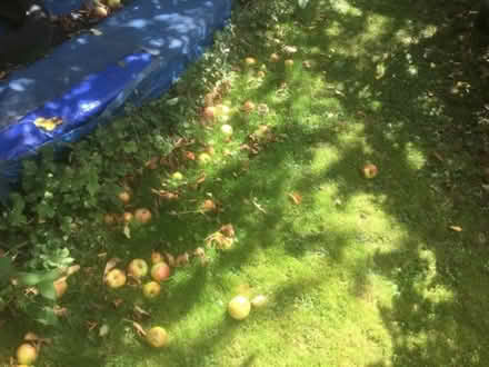 Photo of free Apples for picking (Garden City OX5) #1