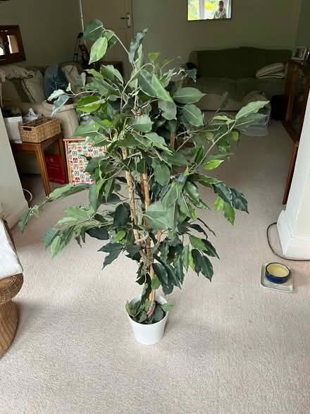 Photo of free Fake fig tree NO RE-SALE VALUE (East Barnet, EN4) #2