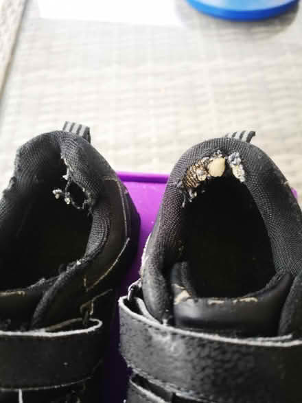 Photo of free Pediped Flex School Shoes EU31 UK12 (Hounslow TW3) #3