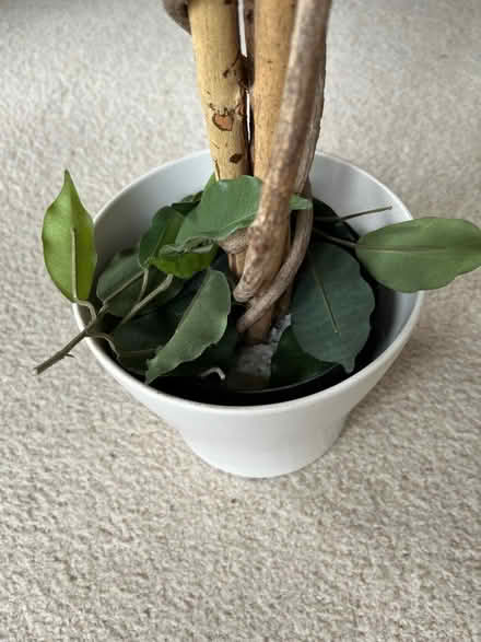 Photo of free Fake fig tree NO RE-SALE VALUE (East Barnet, EN4) #3