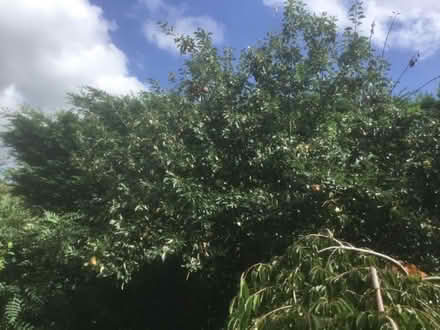 Photo of free Apples for picking (Garden City OX5) #2
