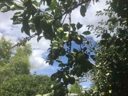 Photo of free Apples for picking (Garden City OX5) #3