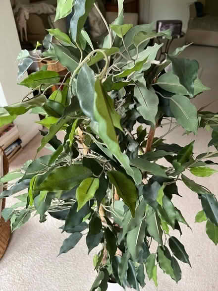 Photo of free Fake fig tree NO RE-SALE VALUE (East Barnet, EN4) #1