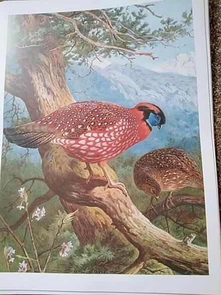 Photo of free Book of prints (Launceston PL15) #3