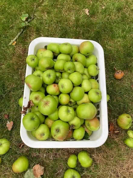Photo of free Bramley cooking apples (Welling DA7) #1