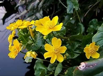 Photo of free Caltha Palustris pond plant (Hornchurch RM12) #1