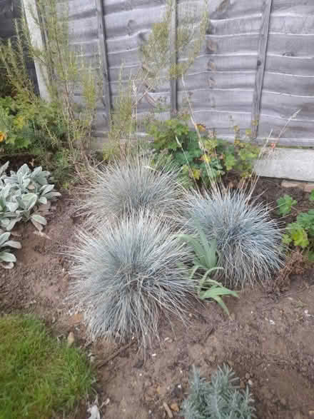 Photo of free Festival Glauca Blue Grass Plants (Orpington BR6) #1