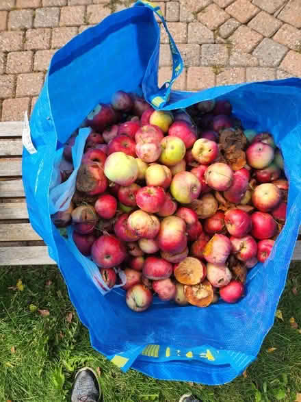 Photo of free Apples for feed or compost (Stittsville) #2