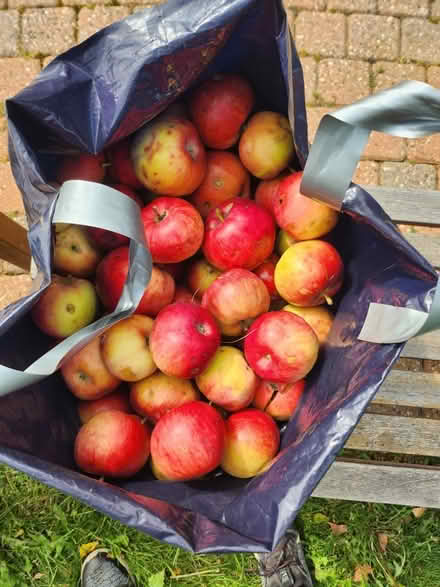 Photo of free Apples for feed or compost (Stittsville) #1